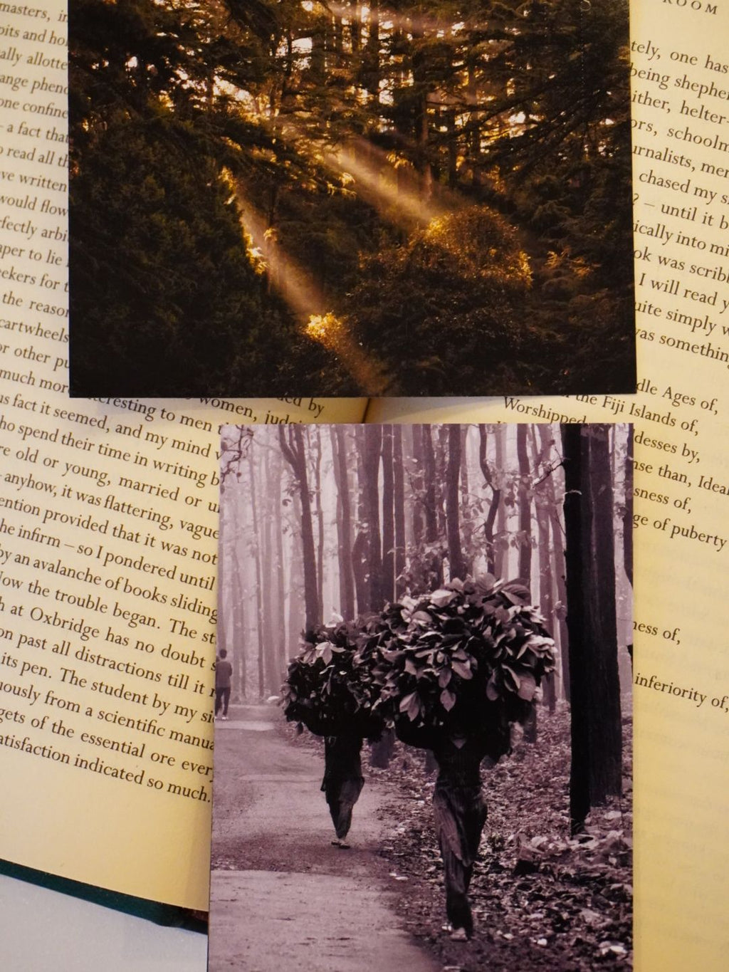 Forest Light and Shadows Photo Print (Set of 2) | Magic of Uttarakhand | 3 x 4 inches