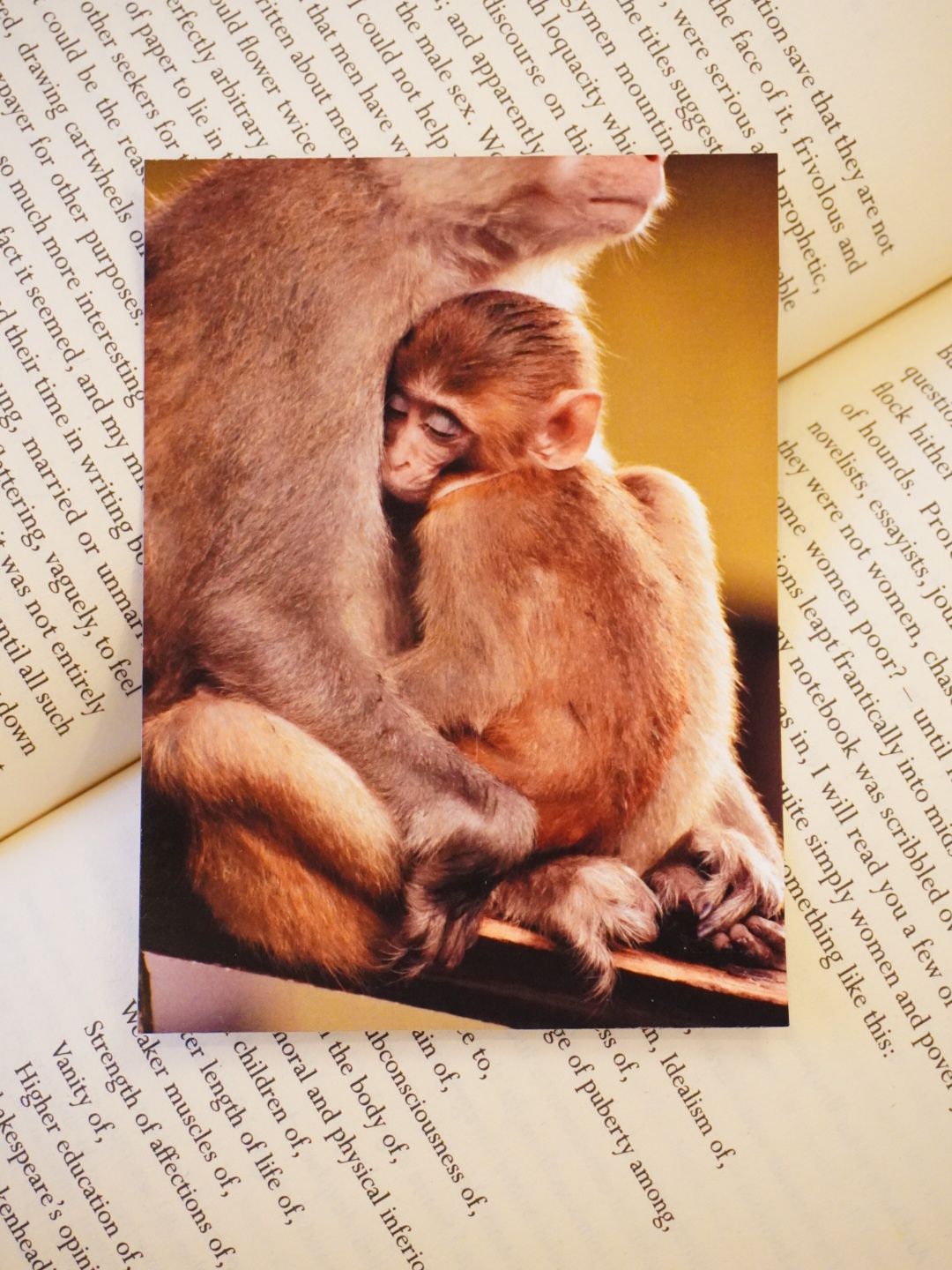 Warm Embrace of Mountains Photo Print (Set of 2) | Wildlife Love in Uttarakhand | 3 x 4 inches