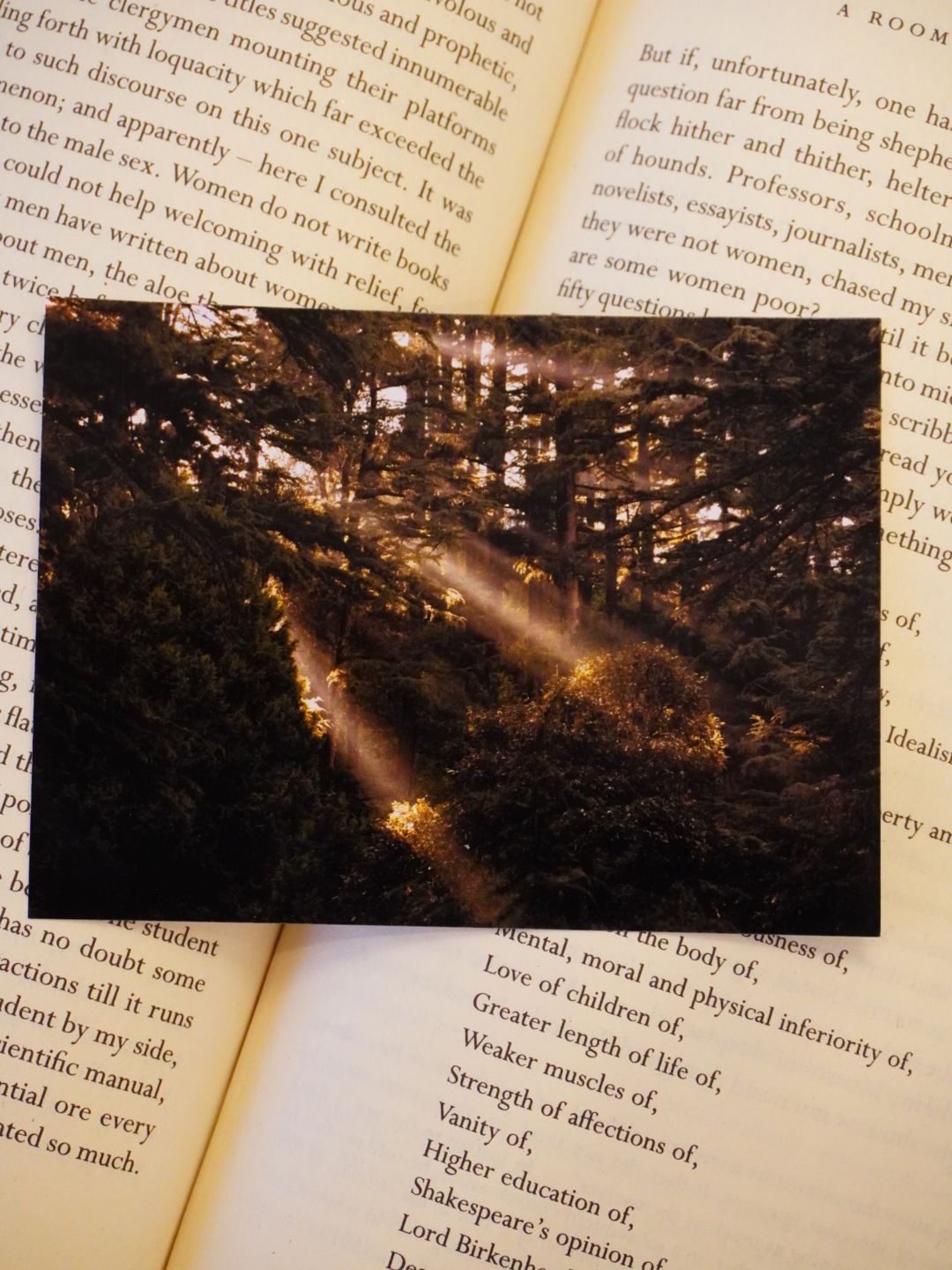 Forest Sunbeams Photo Print | Uttarakhand Ethereal Light | 3 x 4 inches