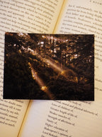 Forest Light and Shadows Photo Print (Set of 2) | Magic of Uttarakhand | 3 x 4 inches